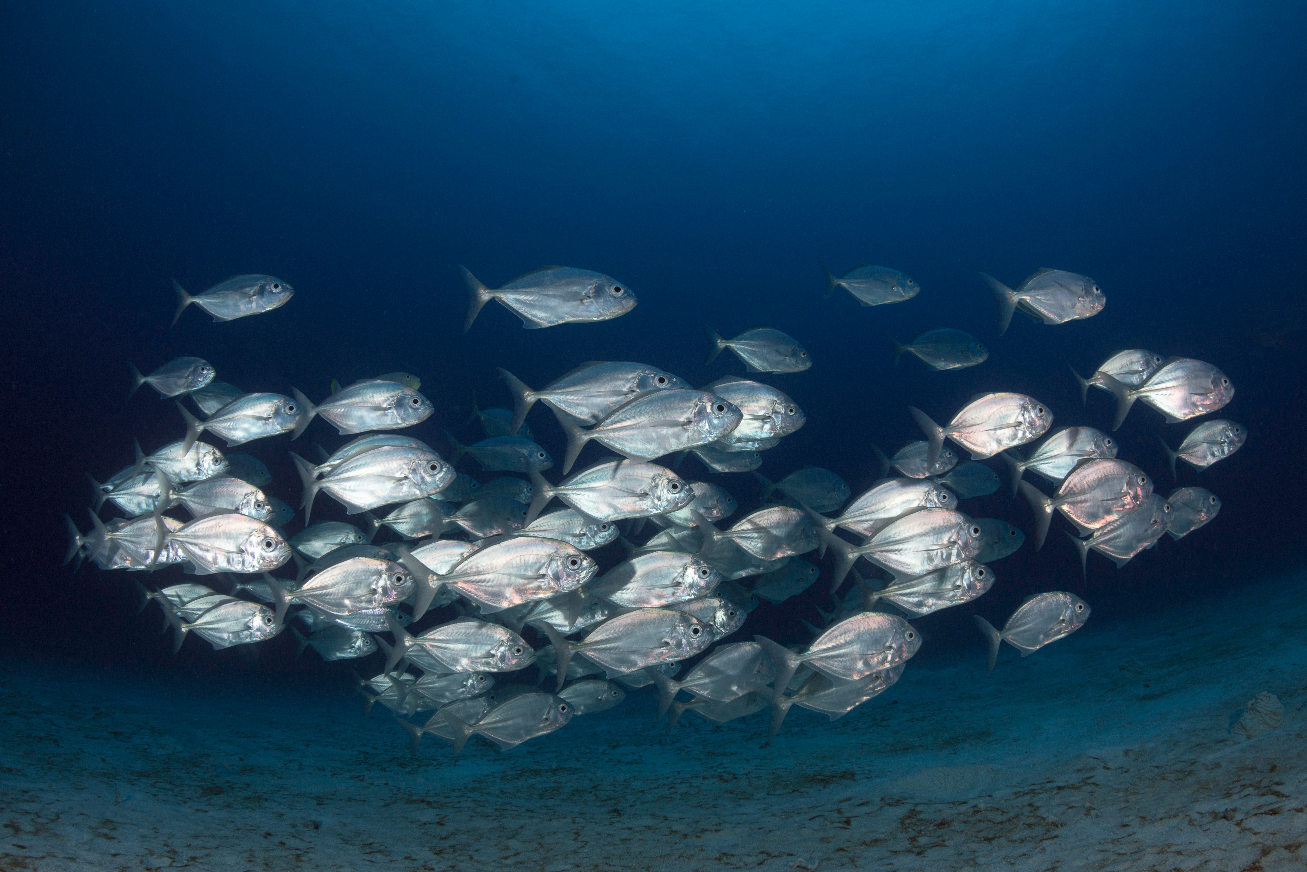 shoal of fish